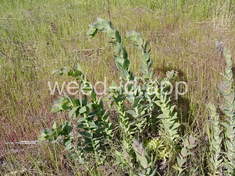 toadflax, Dalmatian